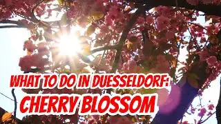 Top Sightseeing Spots Duesseldorf: Cherry Blossom さくら