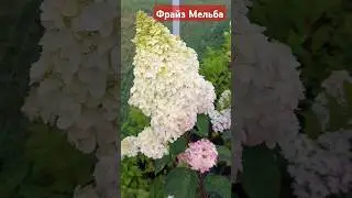 Фрайз Мельба #гортензииметельчатые