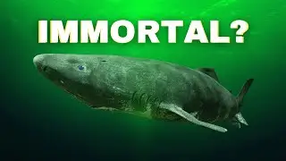 Secrets of the world's longest-living creatures | Immortal animals that live forever