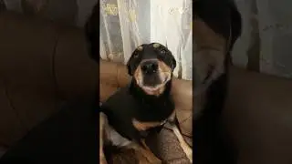 Смешные моменты, когда собаку ругают.