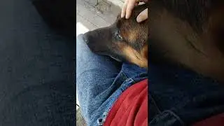 мои собаки 💖