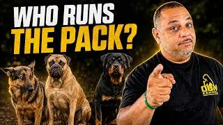 Dog Pack Dynamic