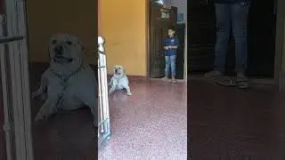 Harley ക്ക് അമ്മേടെ കൈയീന്ന്  കിട്ടി🥲🙆 വഴക്ക് കേട്ടപ്പളേ അവൻ Flat 😂😂 
