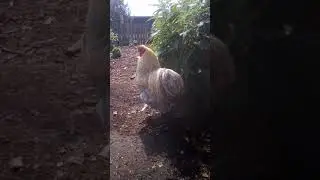 Петух брама Изабелла