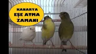 Kanaryaları Eşe Atmak İçin Doğru Zaman Nedir ?