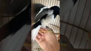 Cách Để Choè Than Đạp Mái Chủ Hằng Ngày !