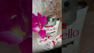 Рафаэлочка
