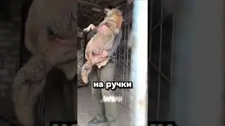 The domestic wolf is no longer a predator