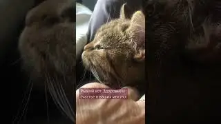 Рыжий кот. Здоровье и счастье в ваших мыслях