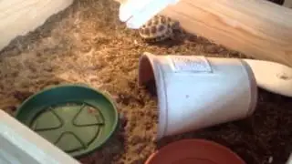 Horsefield tortoise and set up video