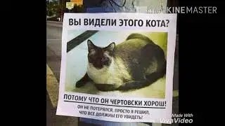 Вы видели кота ?