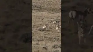 Insane Pronghorn drop! (Animal hunting #96)
