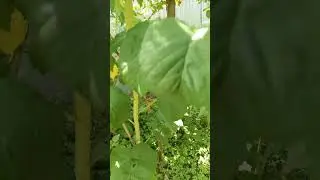 в этом месяце необходимо прищепнуть молодые побеги,высотою 1м.,для обильного урожая малины.