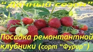 Посадка ремонтантной клубники (сорт "Фурор")