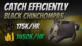 Catch Black Chinchompas Efficiently [175K EXP | 1450K GP/Hr]