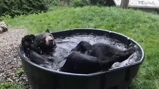 Медведю в будку накидали