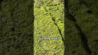 Sea Moss  The Superfood You Need