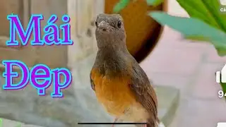 Lửa mái hót đấu kích trống căng lửa !