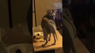 Какая вкусная 🍒а какой был вкусный абрикос🤤#cute #hairlesscat #funny #shortsvideo #sphynx  #сфинкс