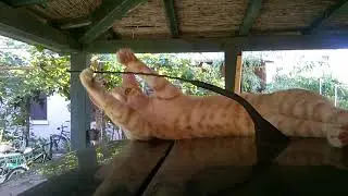 Mau Gattorosso
