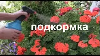 Подкормка - Вермикомпостный чай