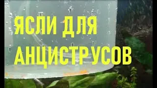 ИНКУБАТОР - ЯСЛИ ДЛЯ АНЦИСТРУСОВ СВОИМИ РУКАМИ