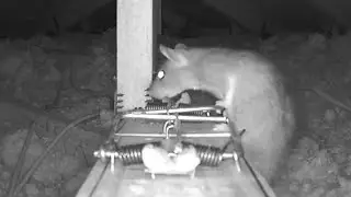 🤣Wait For It.......Caught On Camera, Rat Nearly Gets Killed🤣
