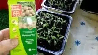 ЭФФЕКТИВНЫЙ ПРЕПАРАТ ДЛЯ ОБРАБОТКИ СЕМЯН КАРТОФЕЛЯ ОТ КОЛОРАДСКОГО ЖУКА, ПЕРЕД ПОСАДКОЙ.