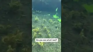 Elk found underwater! #hunting #elk #elkhunting #viral #underwater #antlers #shedhunting