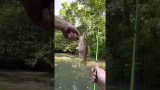 We call them warmouth,what do y’all call them? #fishing #rockbass #bassfishing #kayakfishing #fish