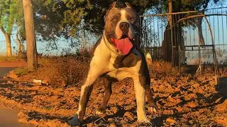 Paseo a mi AMERICAN BULLY XL