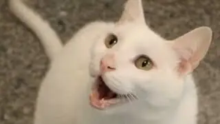 Justin Bieber - Sorry - Cats Version | Cats Sing Hits