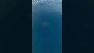 Θαλάσσια χελώνα