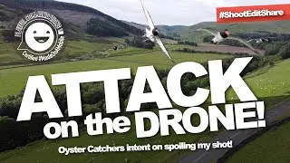 Attack of the Drone! – Crazy birds intent on ruining my shot!