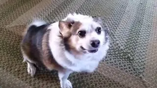 (Text to speech dog source) Dean Borks