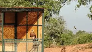 Milanos volando de fondo