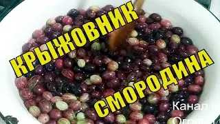 Jellied Currant and Gooseberry Jam | An Incredibly Delicious Winter Preserve