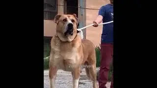 Китайский Типаж Волкодава! 中国狼犬类型!!!