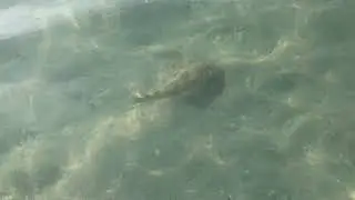 Electric Ray in Tampa Bay