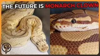 This Egg Cutting will define our future projects! - Monarch X Clown!