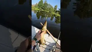 Один клёвый день на рыбалке 🎣🔥 #shorts #fishing #girl #pike #spinning #norstream #рыбалка #девушка