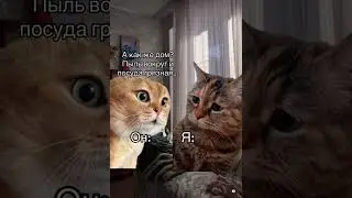 Котики 🐈 Либо Я либо ДОМ 