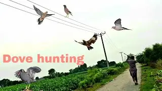 Airgun mix birds hunting | outdoor hunting Dove