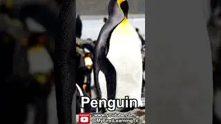 Penguin | Sea Animals for Kids: A Fun Underwater Adventure! Real animal videos.
