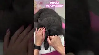 Banding the front of your Poodles Top Knot🐩#grooming #poodle #poodlegrooming #dog #doggrooming