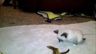 Bianca Moving Around On Two Legs