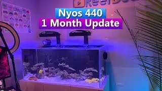 Nyos 440 - 1 Month Reef tank update