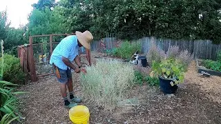 Lets Harvest the Oats We Planted in Spring!!