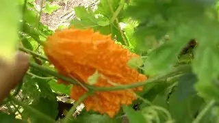 Момордика ч. 2. Посадка в открытый грунт и начало роста лианы. 