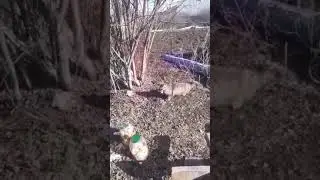 Ай да Барсик ай да кот